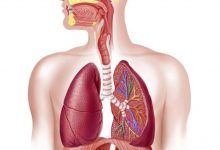 الجهاز التنفسي تعريفه ومكوناته ووظيفته وامراضه ووقايته من الامراض