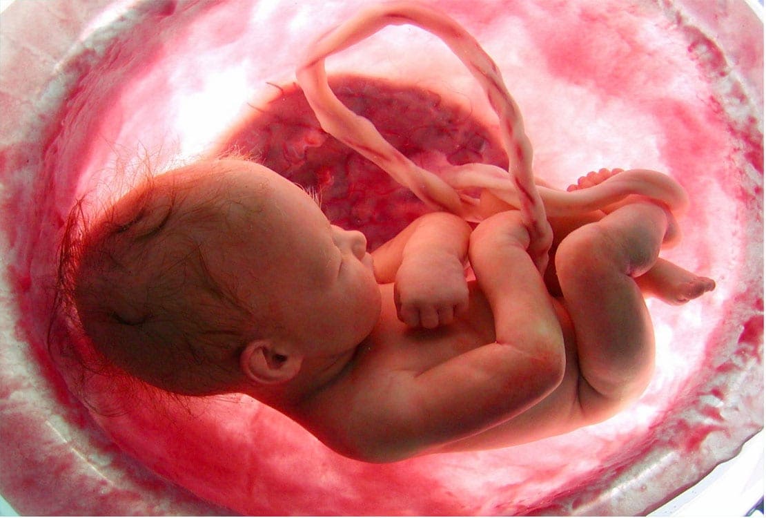 مراحل نمو الجنين داخل الرحم بدءا من تلقيح البويضة حتى المرحلة النهائية من الحمل