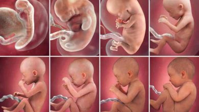 مراحل نمو الجنين داخل الرحم بدءا من تلقيح البويضة حتى المرحلة النهائية من الحمل